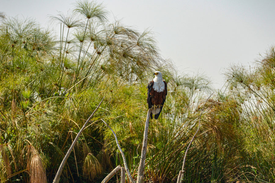 Akagera National Park